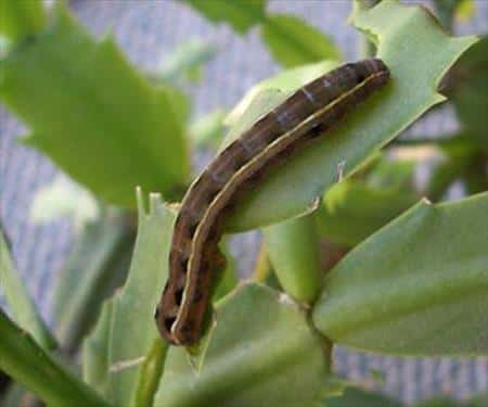 Cutworm and Webworm Lawn Care
